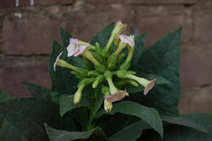 Nicotiana tabacum